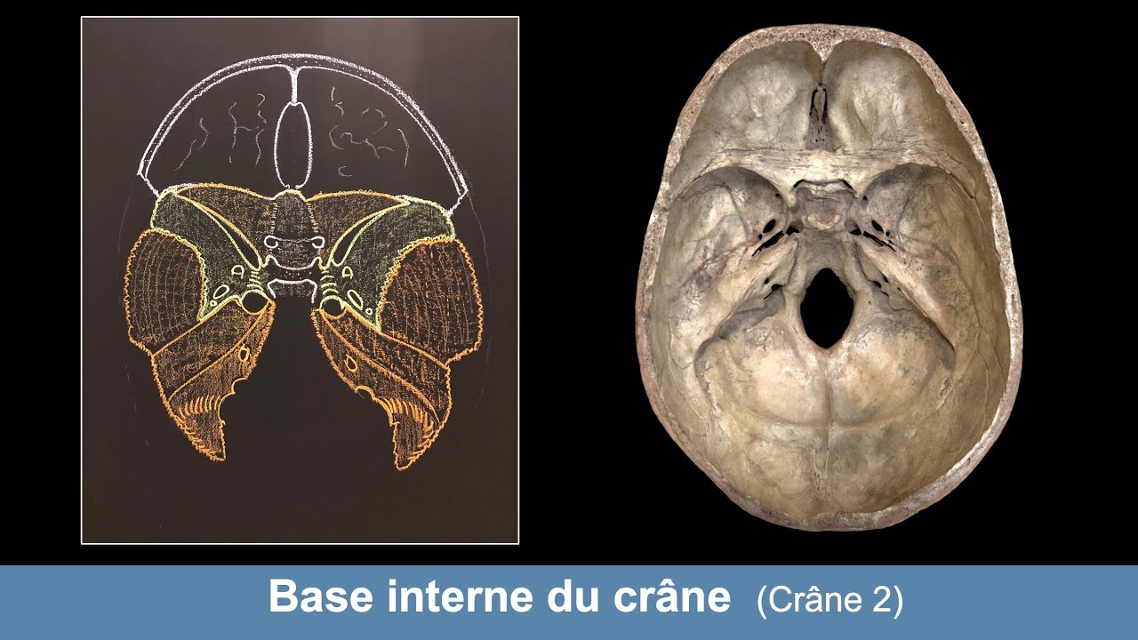 Anatomie de la base interne du crâne (Ostéologie du crâne 2)