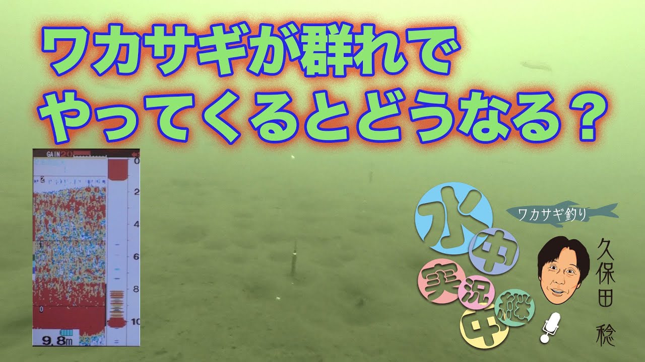 ワカサギが群れでやってくるとどうなる？　久保田稔 ワカサギ水中実況中継