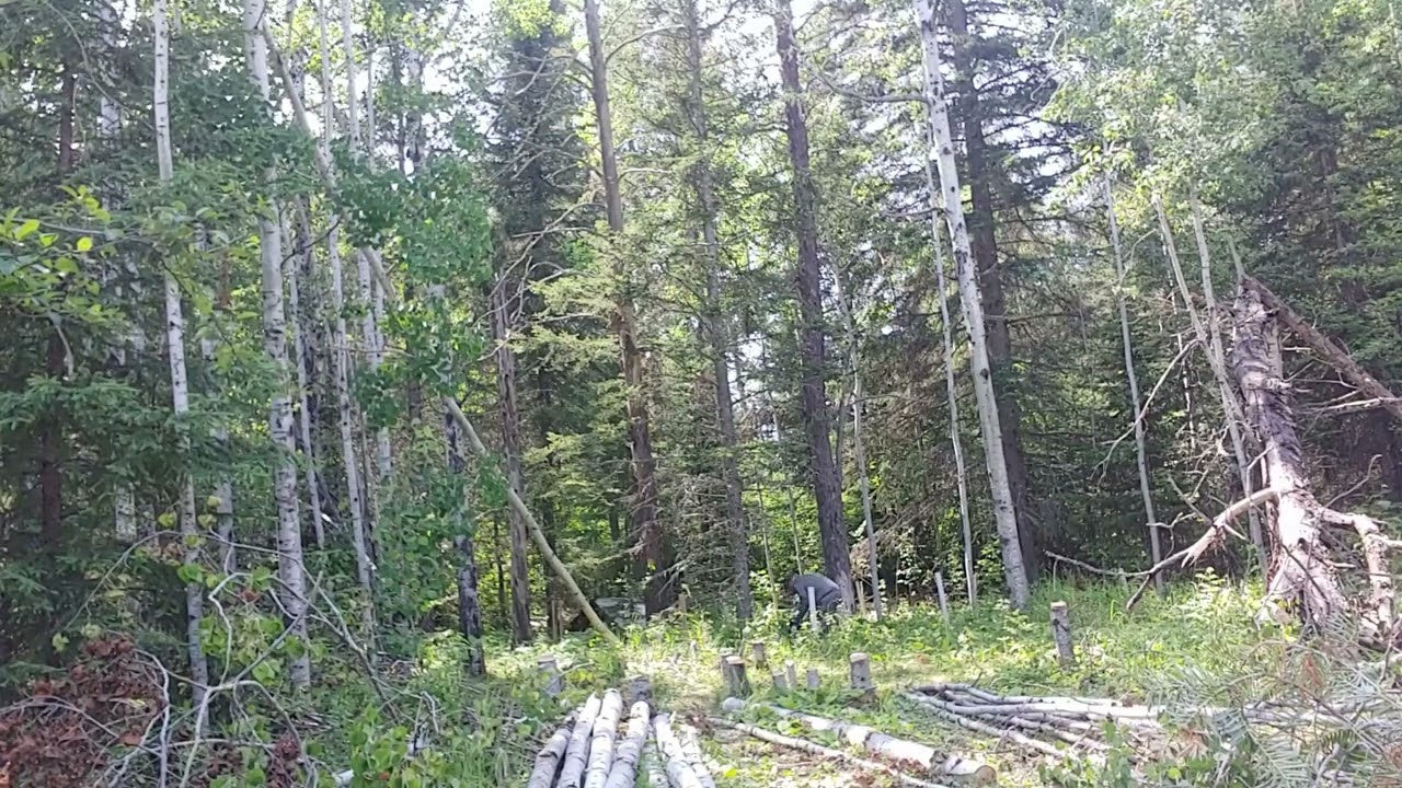 took out widow maker day 20 #cozyCabin #home  #offgrid #logcabin #cottage #offgridcabin