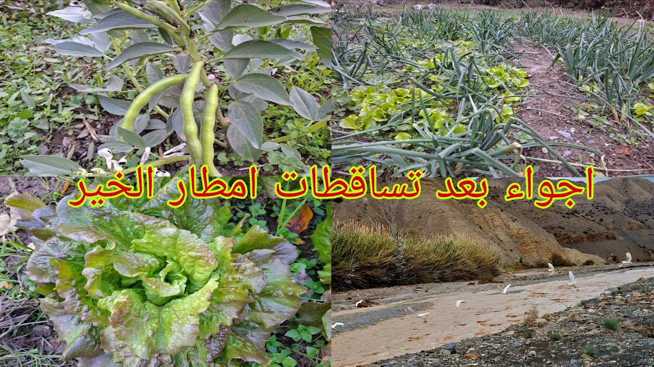اجواء في تغزويث ارغمان بعد تساقطات امطار الخير