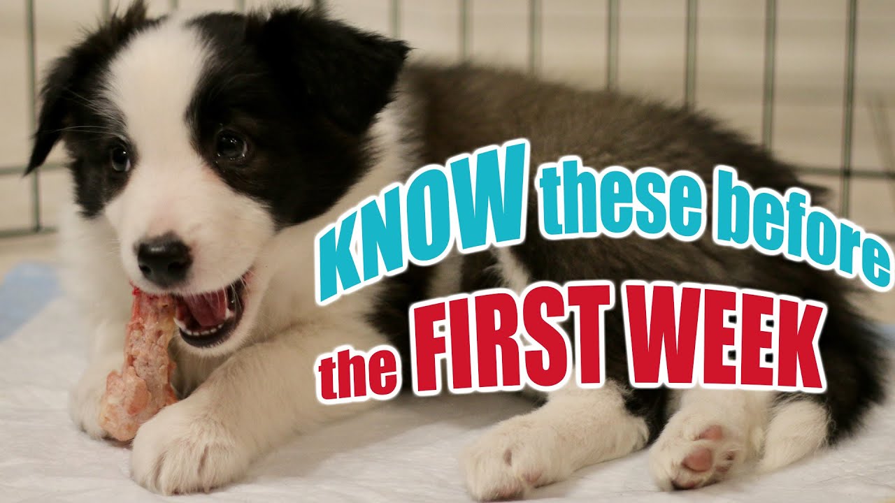 New Puppy Tips: 7 Lessons in 7 Days