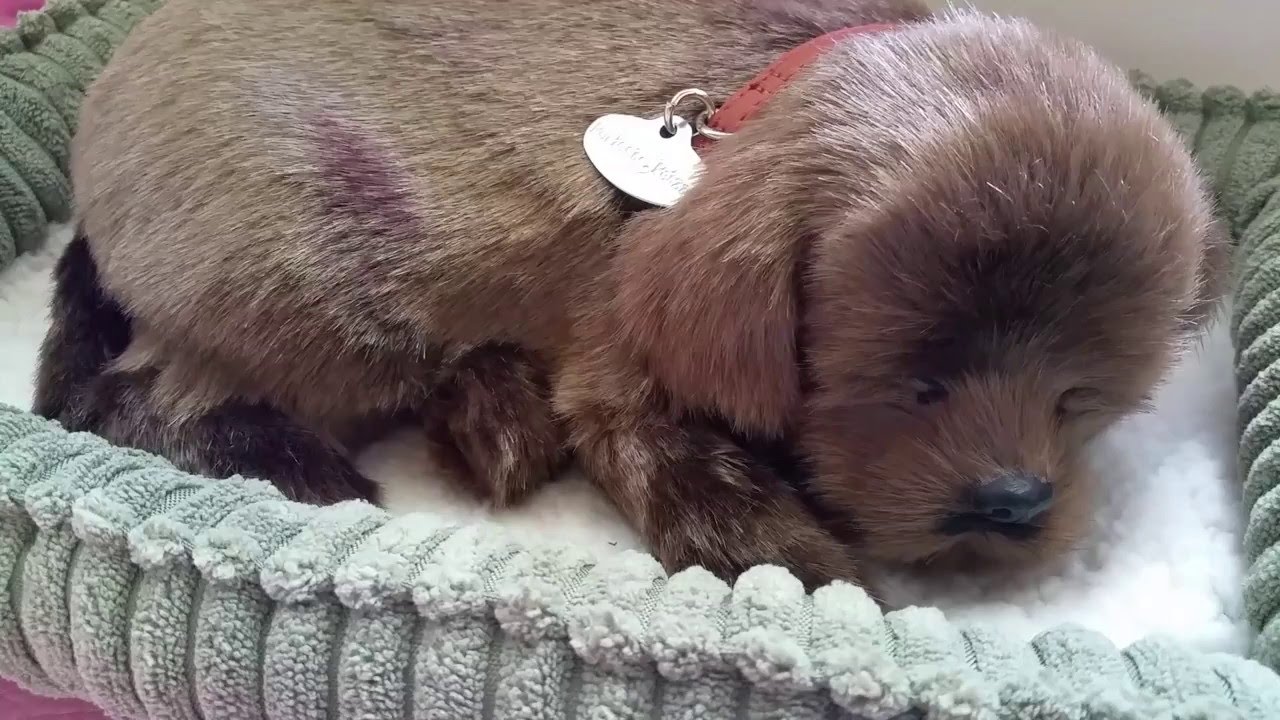 Обзор реалистичной игрушки для спящей собаки Perfect Petzzz