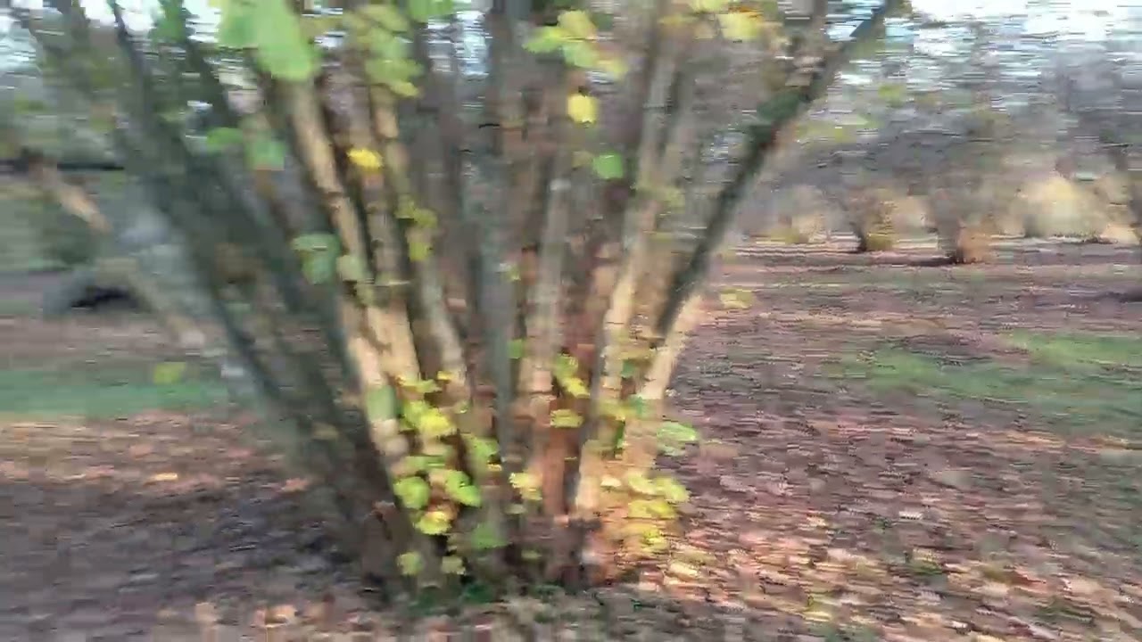 Balakən rayonu Kortala kəndində 60 sot fındıq bağı satışa çıxarılıb qiymət 20 min manata