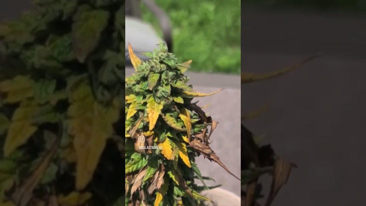 OUTDOOR AUTOFLOWERS | Blue Dream Auto (Fastbuds420)