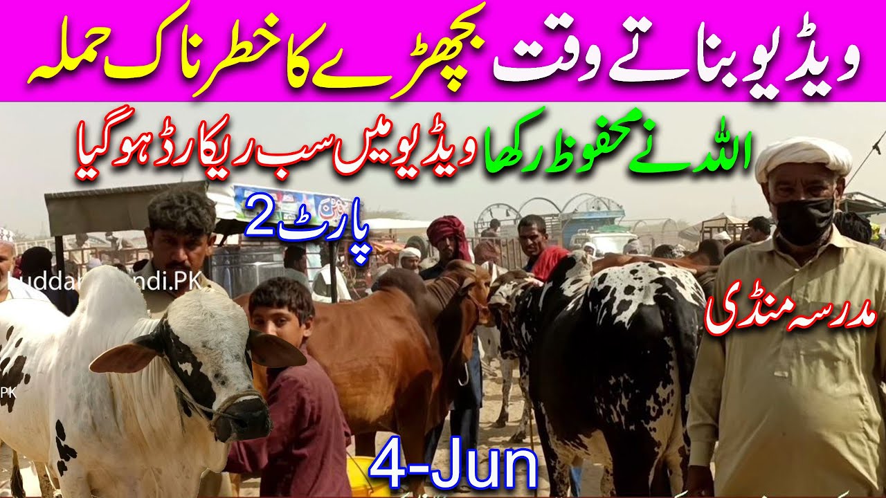 Cholistani & Sahiwal Bull Latest Price Update In Madrassa Cattle Market / Luddan Mandi.PK