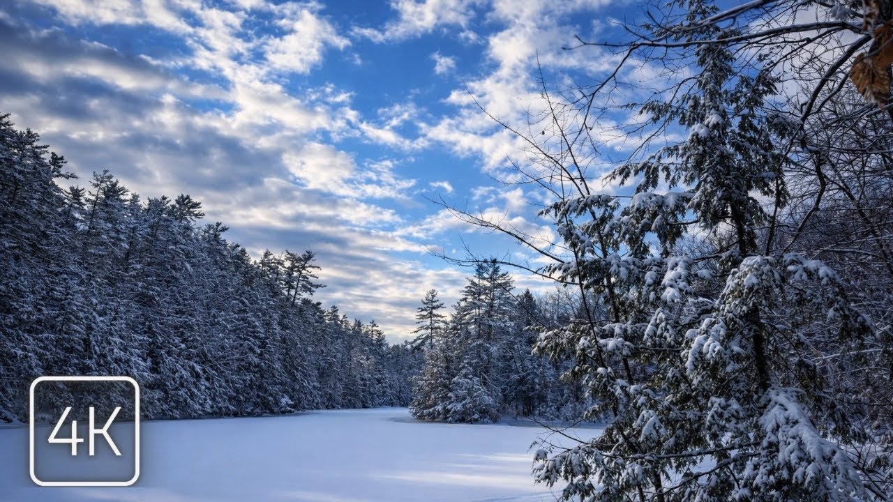 Snowy Forest Walk That Melts Your Stress Away