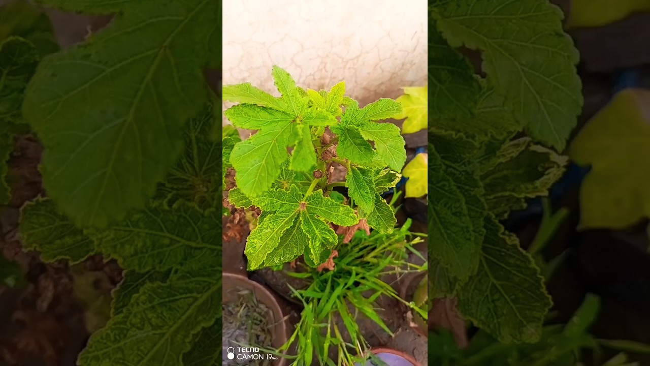 Fresh okra vegetables 