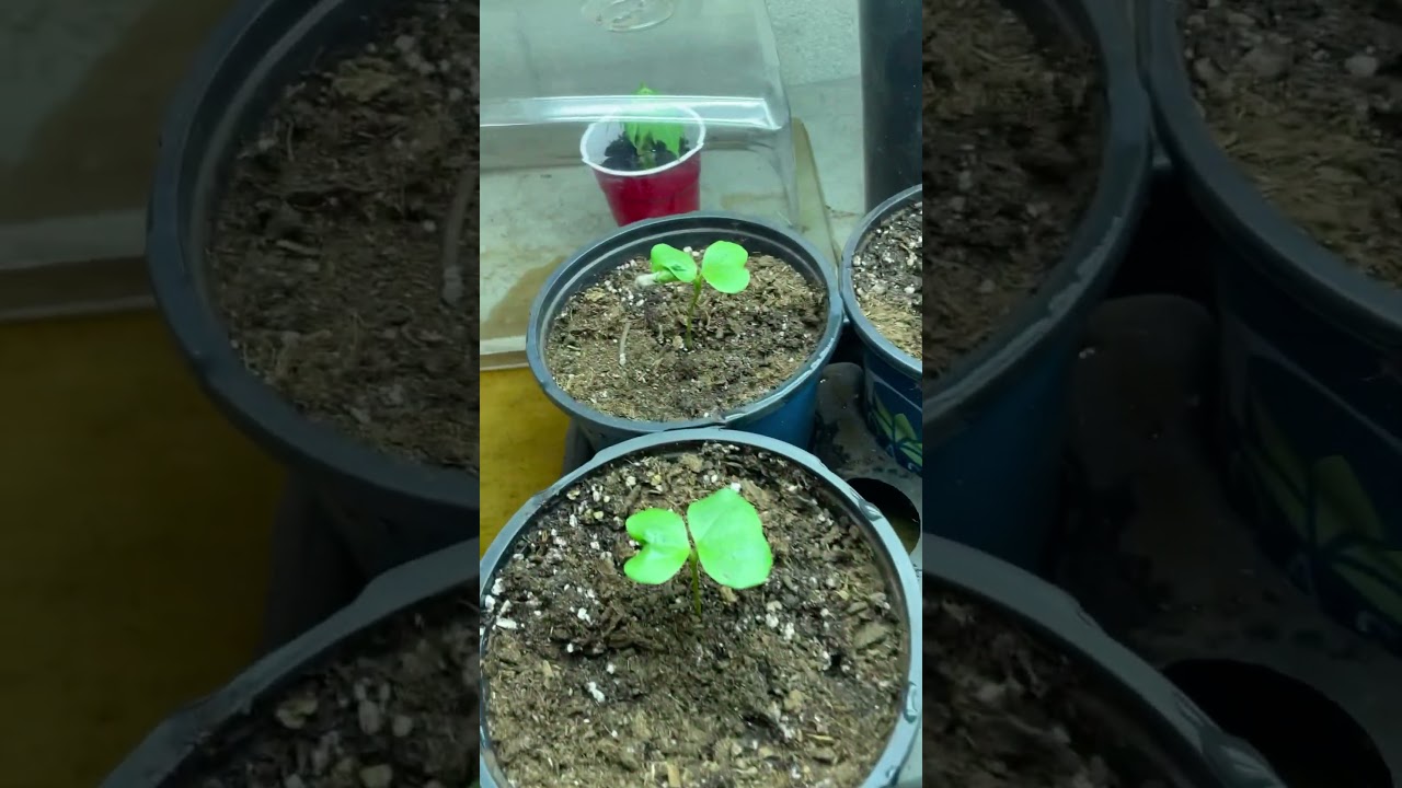 Grow room progress