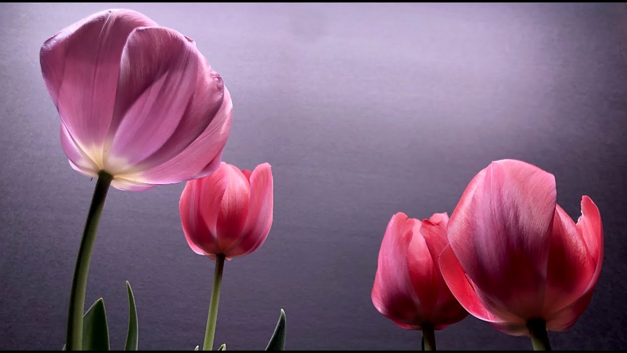 Growing pink tulips time lapse, indoor flower blooms