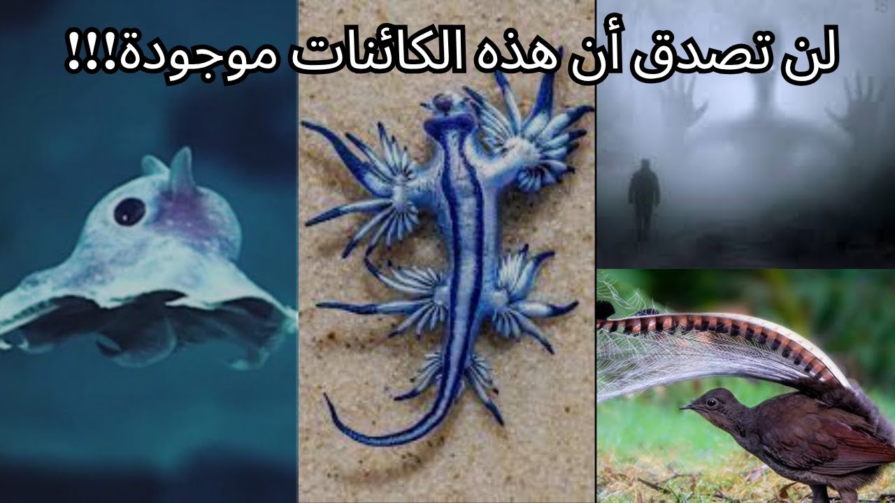 أغرب 5 كائنات حية لن تصدق وجودها على كوكب الأرض !!!!