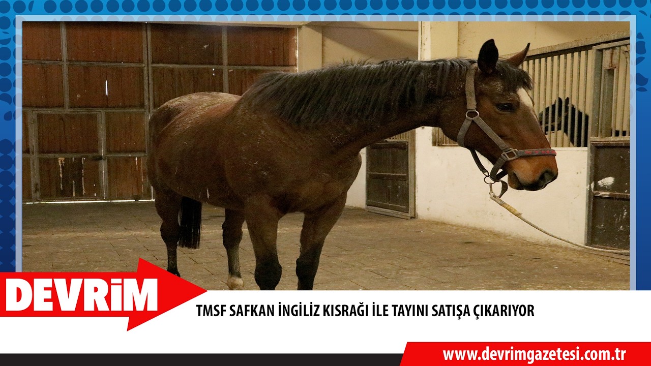 TMSF SAFKAN İNGİLİZ KISRAĞI İLE TAYINI SATIŞA ÇIKARIYOR