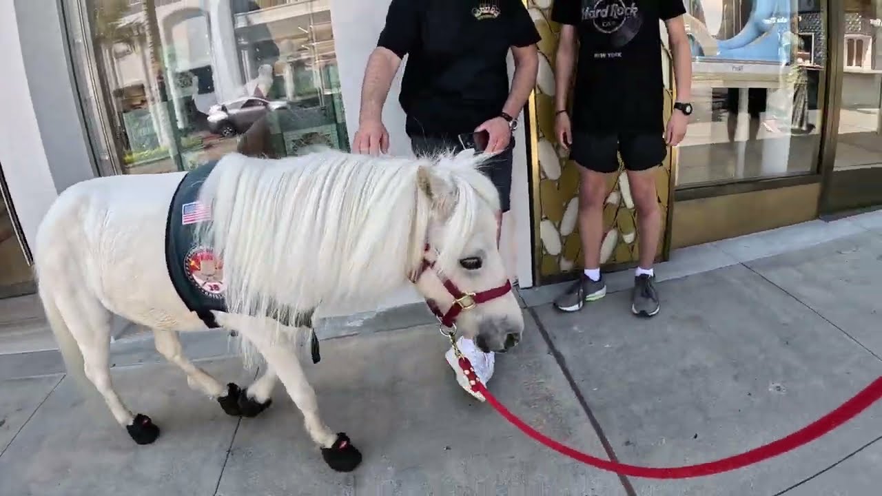 Lt. Rowdy miniature horse walking around Rodeo Dr 1 of 8 92423