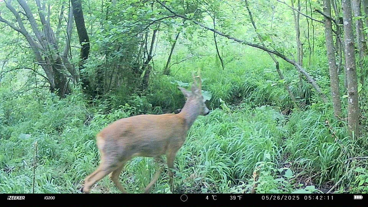 Big Roe Deer on Trail Cam &ndash; Rare Daylight Footage!🦌