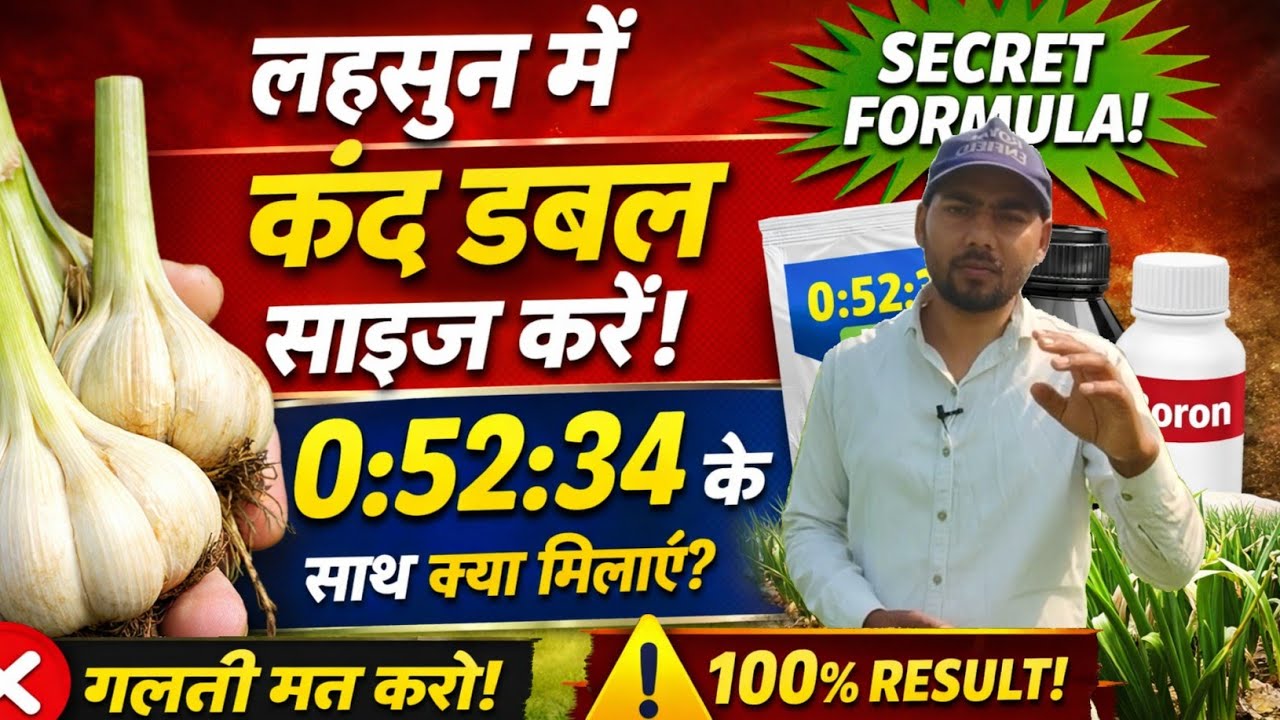 लहसुन में कंद का साइज कैसे बढ़ाएं? | Garlic Bulb Size Increase Full Guide | Garlic Farming Special