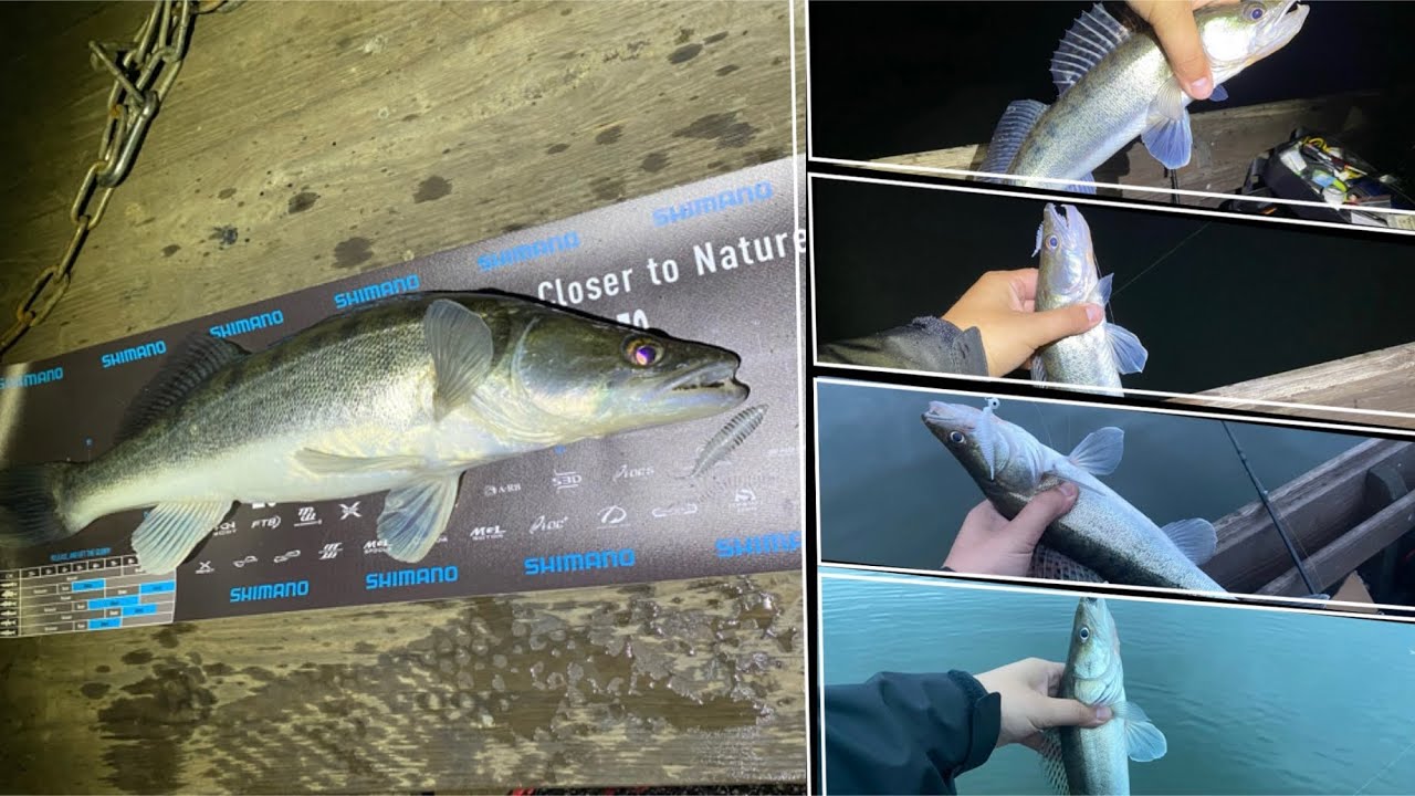 Süllő horgászat, fényváltáskor, pergetve,  dwanggal🎣 Alcsi Holt-Tisza, Szolnok