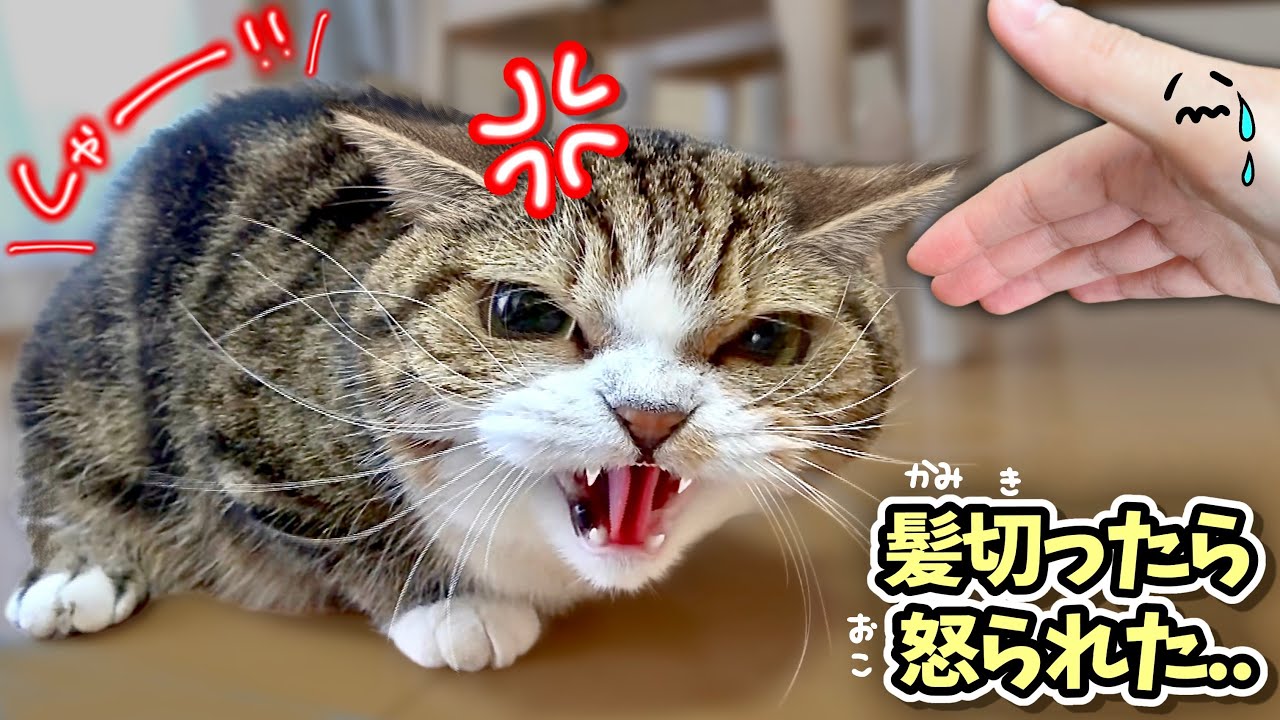 【噛みつき猫】髪を切ったら猫に認識されず...嫌われました(泣)柴犬の反応は？(#にゃんてわんだふる)触ると噛みつき襲いかかる暴れ猫に初めて威嚇されました(泣)