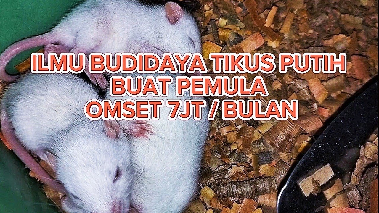 CARA BUDIDAYA TIKUS PUTIH BUAT PEMULA