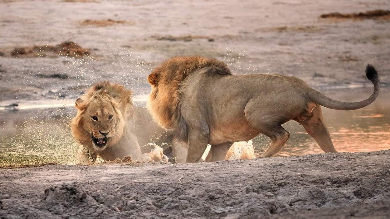 Sekoti fights Pretty Boy and Tsekedi! Savuti, Botswana