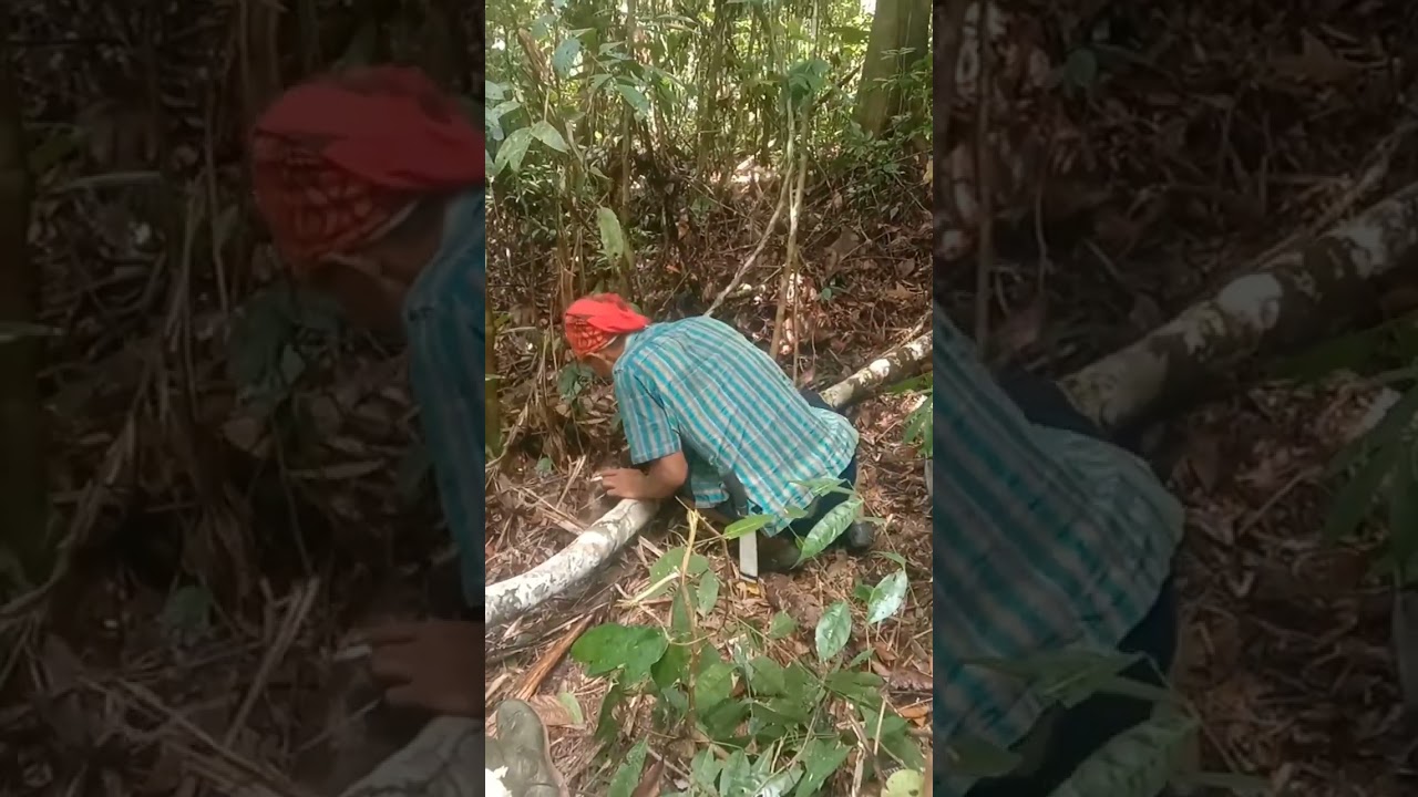 Mencari Garu di hutan 1 hari hutan Jambi walaupun capek tetap semangat salam 1 hobby
