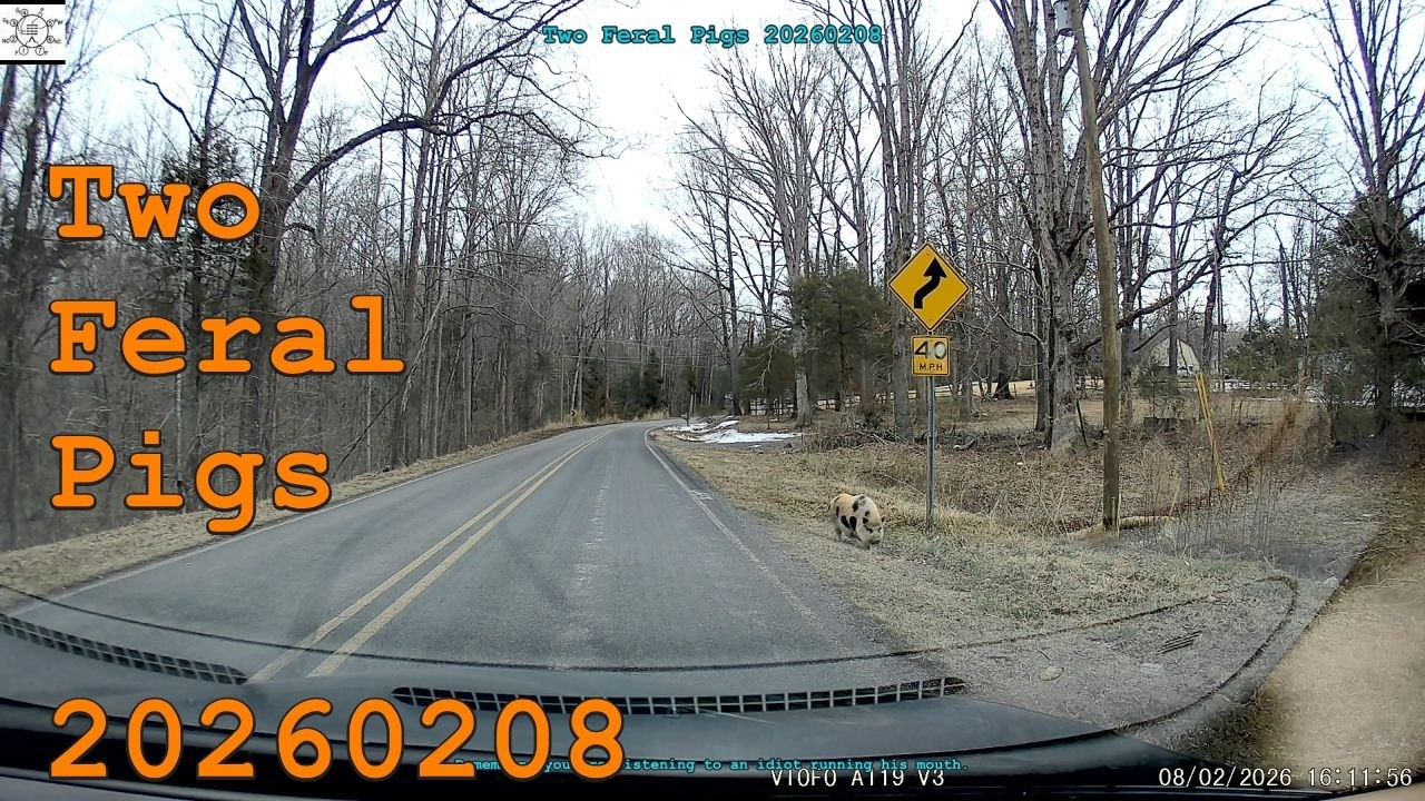 Two Feral Pigs 20260208
