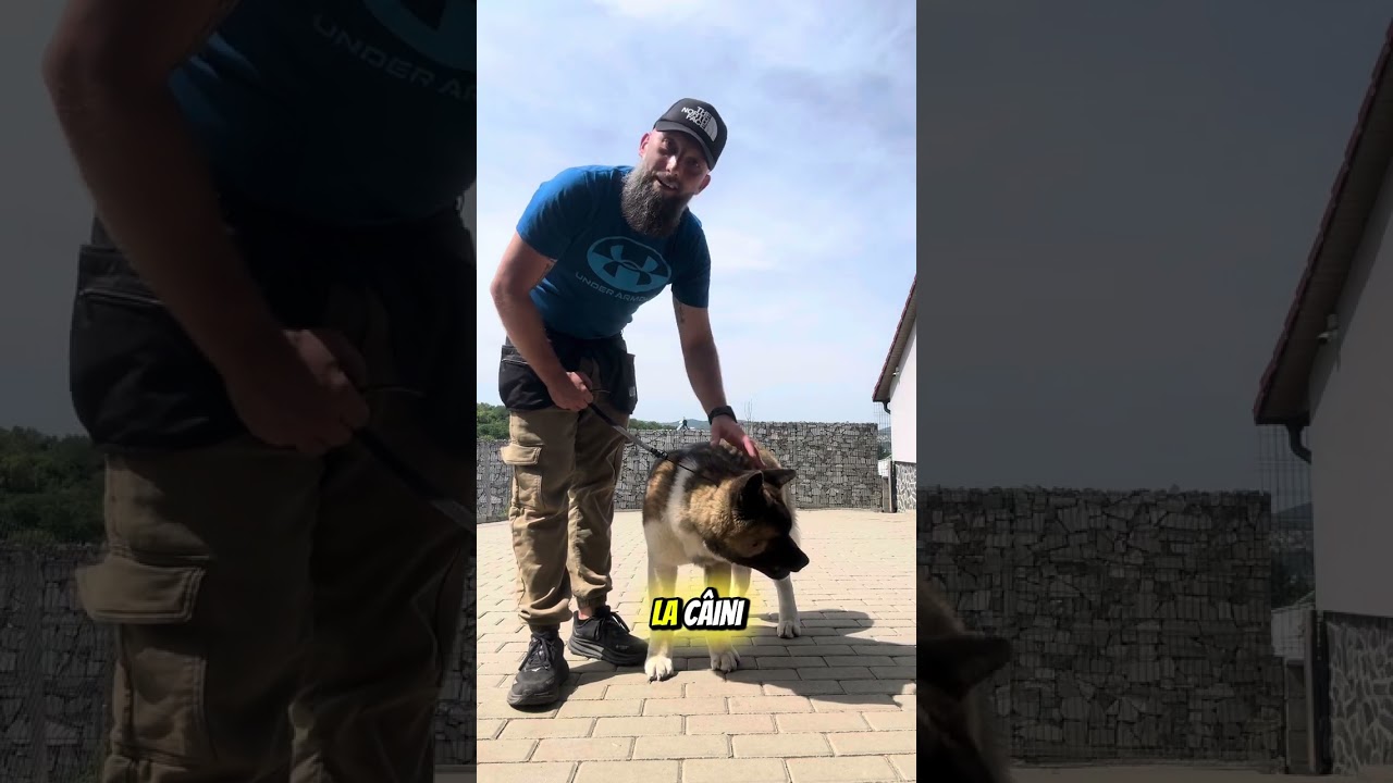 American akita #alinmoldovan #dresajcanin #americanakita #americanakitapuppy
