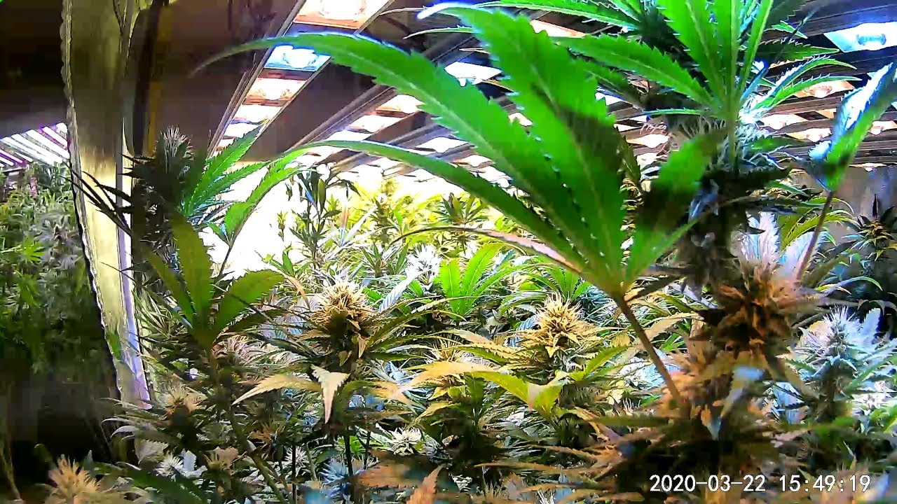 WEedNerdWorld 1/21/26
