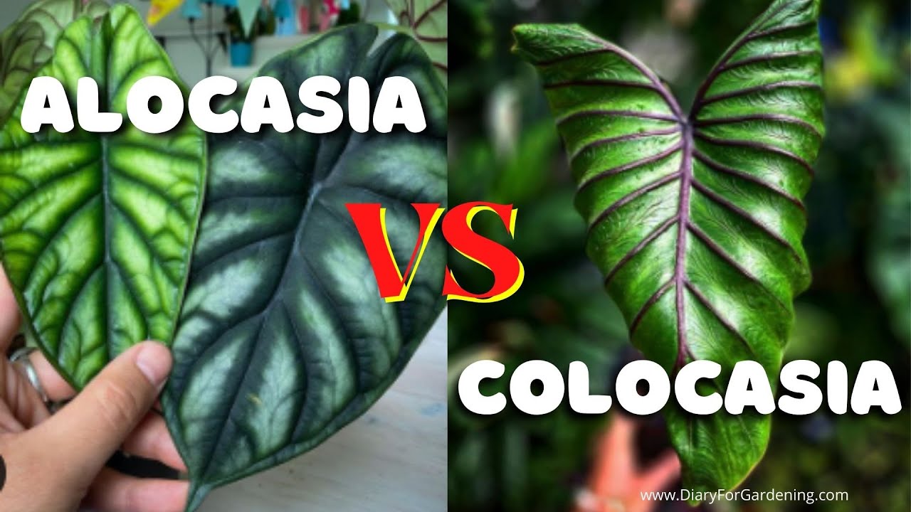 Alocasia vs Colocasia {Differences & Similarities} [Leaves, Tubers, Stems, Caring]-Confusion Solved!