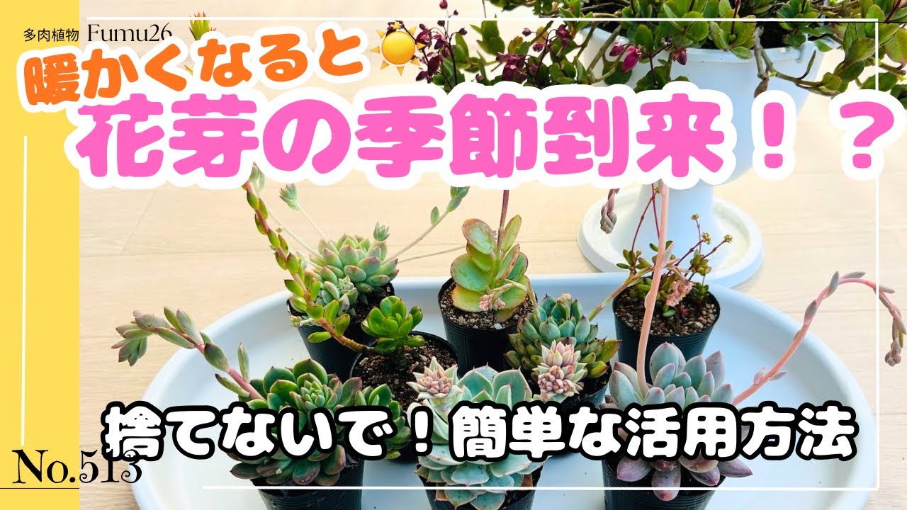 花芽を最大限に活用しよう♪ 初心者さんでも簡単にできる花芽の楽しみかた👀❣️【多肉植物】【ガーデニング】