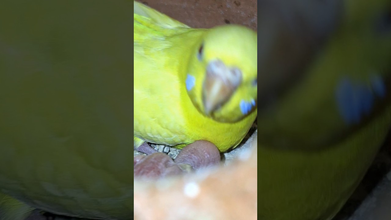 Love birds നെ വളർത്തുന്നവർ ഉണ്ടോ ഇവിടെ 