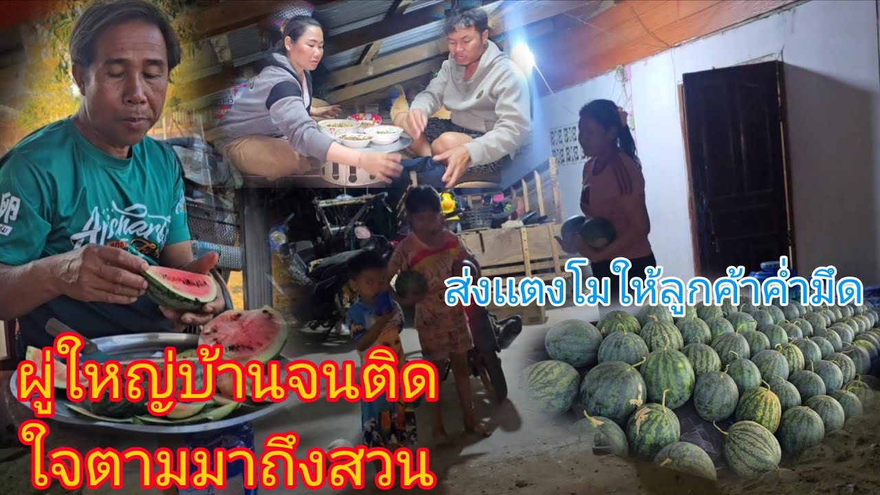#จนผู่ใหญ่บ้านติดใจตามมาถึงสวน🙏ส่งเเตงโมให้ลูกค้าค่ำมึดสู้งานไม่เคยเกี่ยงส่งถึงที่ขอบใจพี่น้องทุกคน