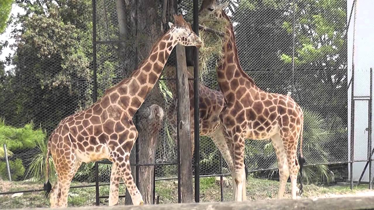 Parco Zoo Falconara -  video di Massimo Serafini - 2011
