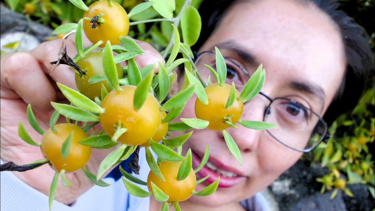 Explorando la Uña de Gato Pereskia aculeata: Frutos comestibles y sus propiedades