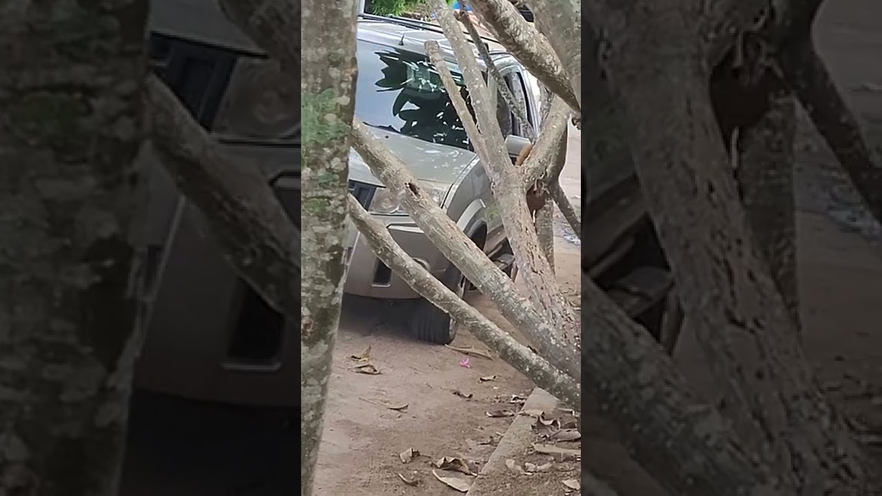 Esquilo no Brasil / monstro muito grande