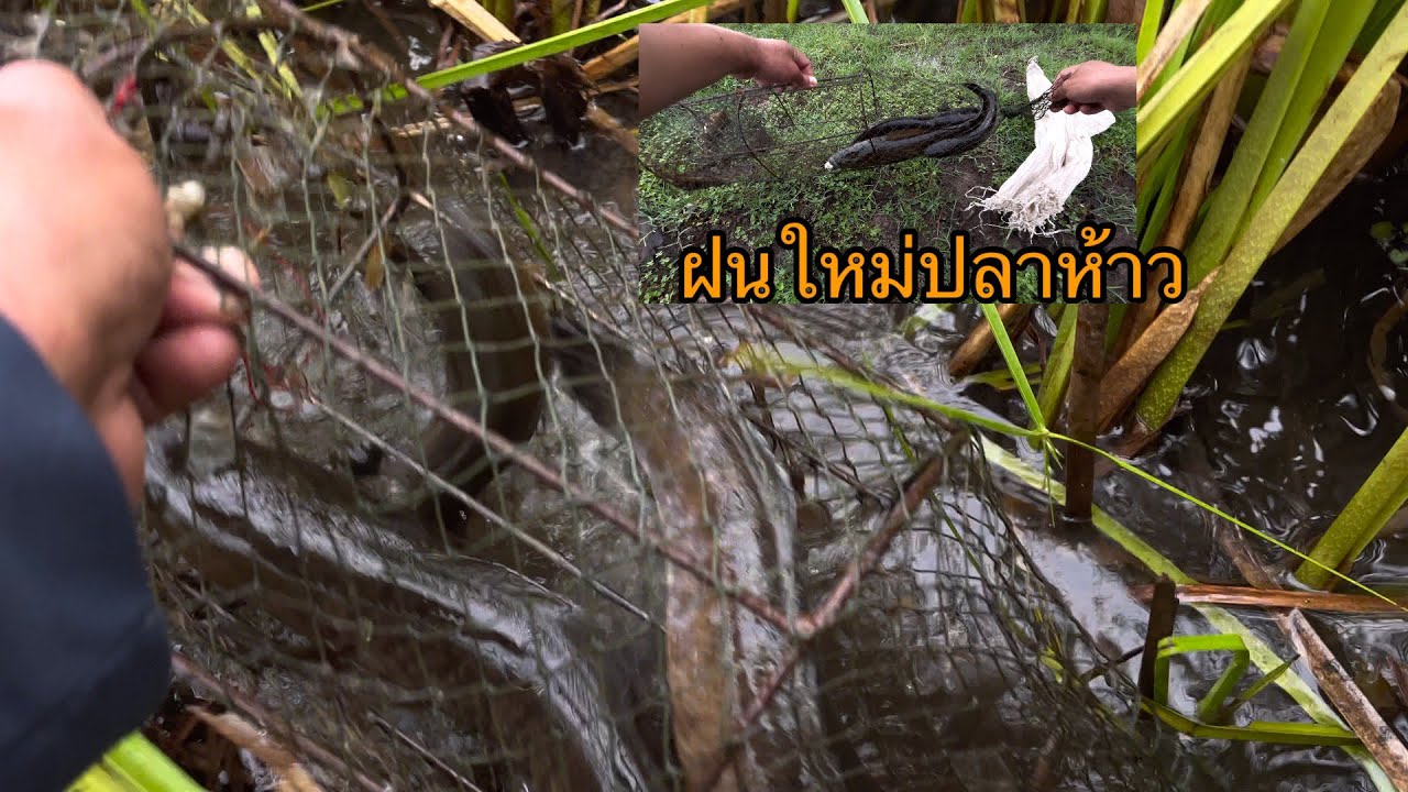 กู้ลอบ#ยามลอบ#หลังฝนตก#โดนจังๆ#นํ้าใหม่ปลาห้าว