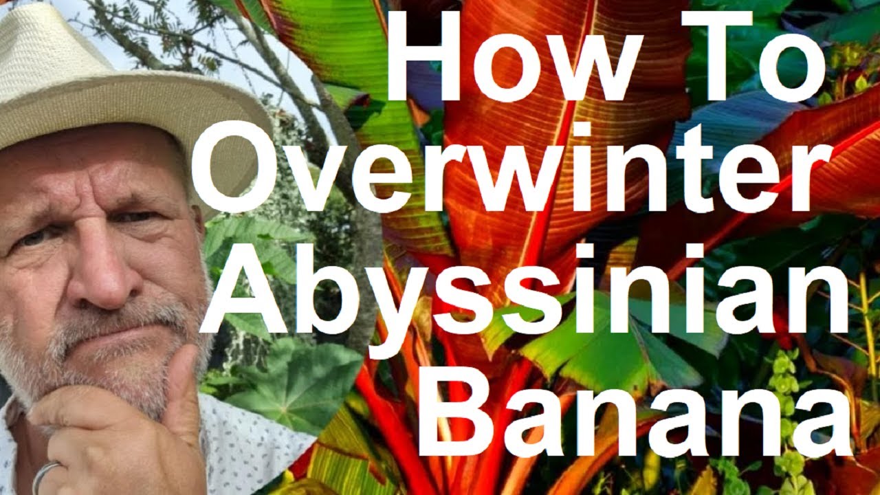 How To Overwinter (winterize) Abyssinian Banana - Ensete ventricosum 'Maurelii'