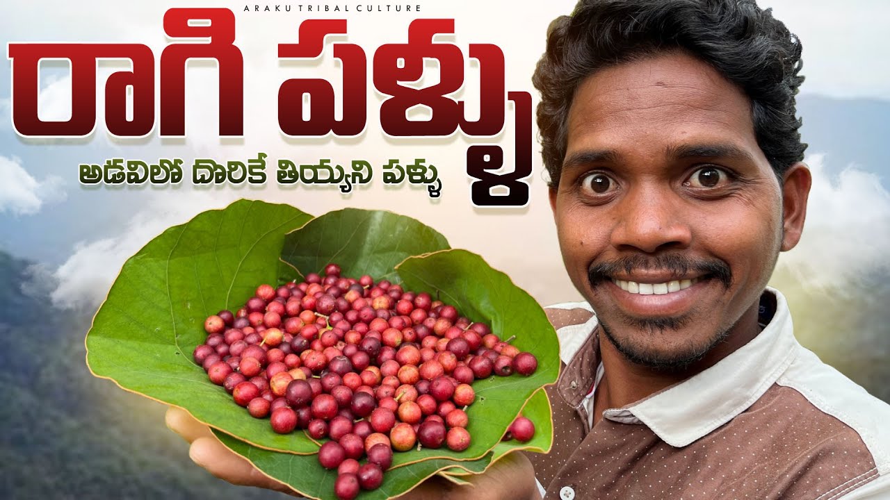 రాగి పళ్ళు 🍒 : అడవిలో లభించే తియ్యని పళ్ళు | Wild fruits