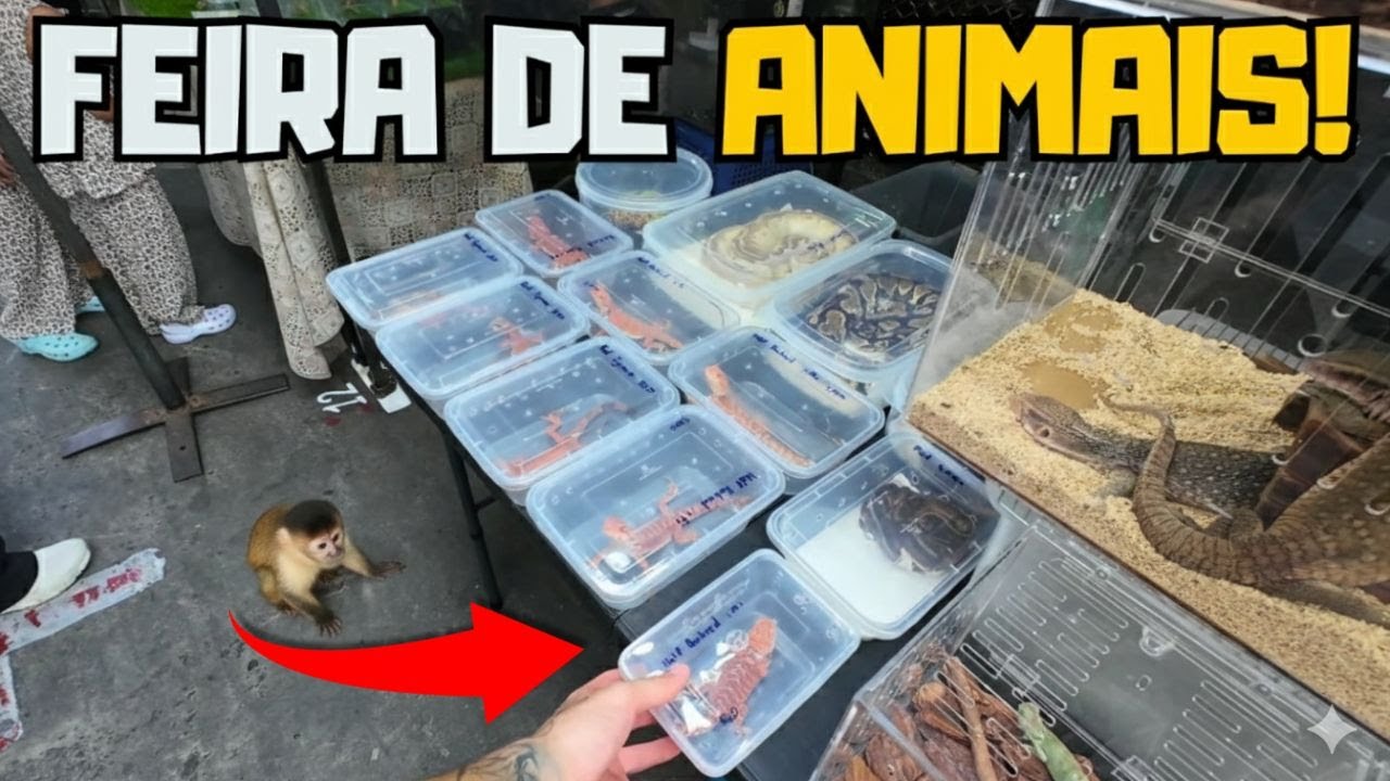 FEIRA DE ANIMAIS AO AR LIVRE!
