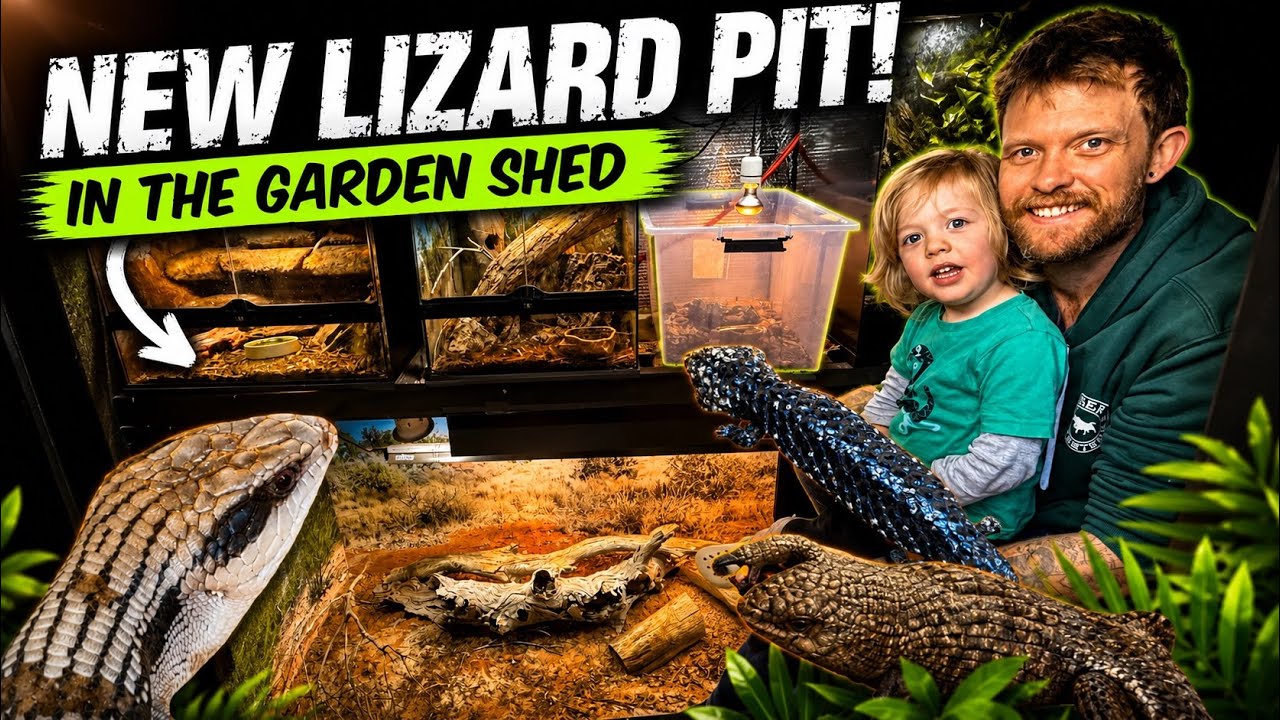 I made a LIZARD PIT in my tiny GARDEN SHED! Shingleback, Blue tongue & Gidgee skinks
