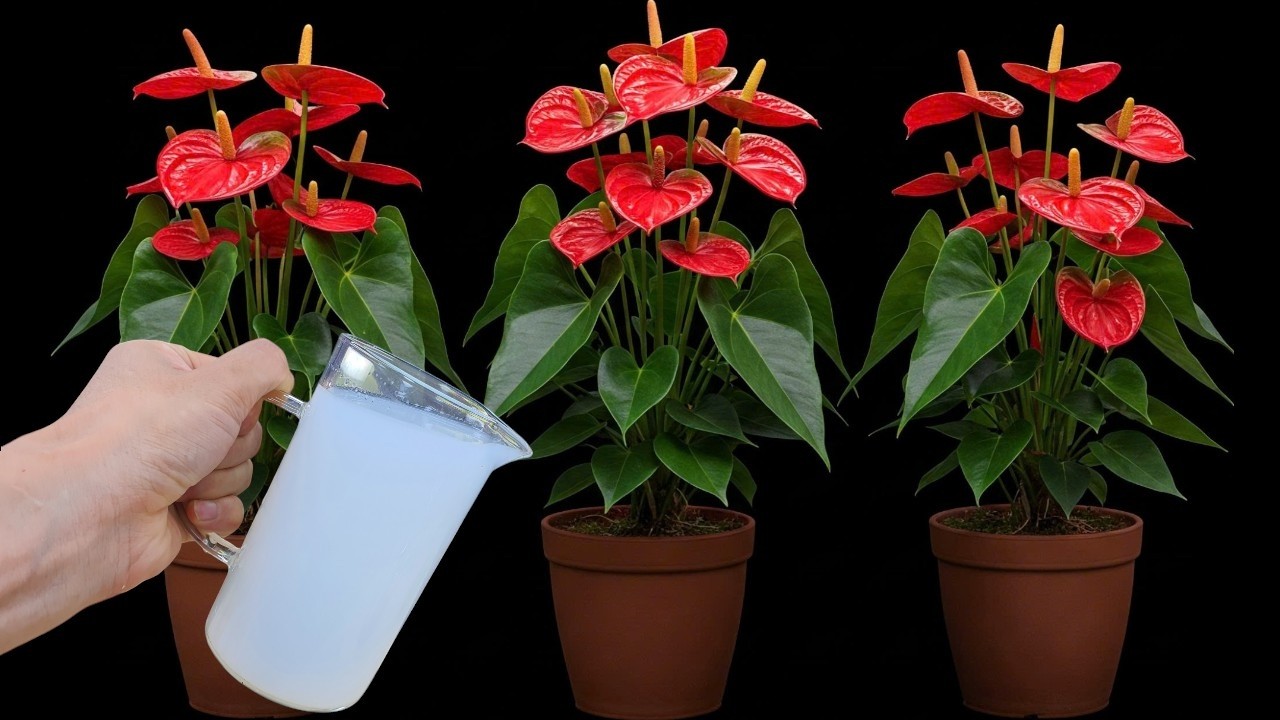 Please do this urgently ! Anthurium will bloom like crazy and produce lots of roots