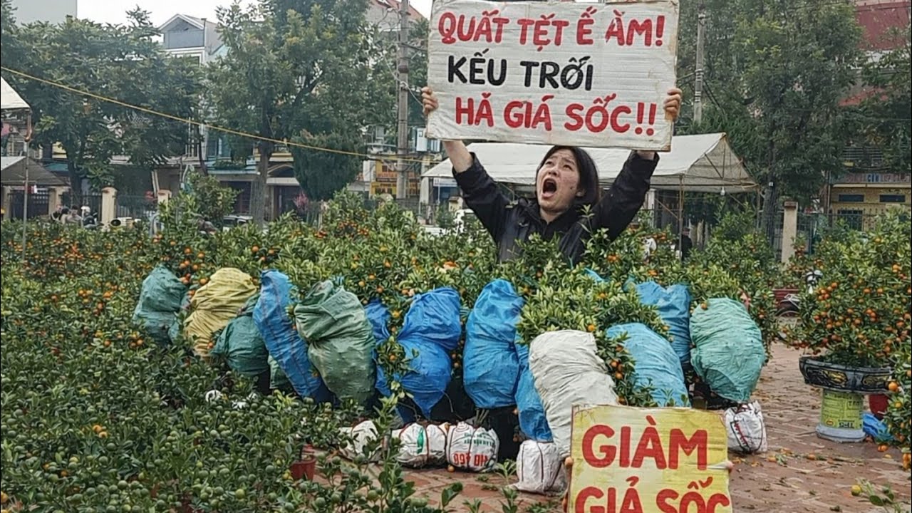 BÂY GIỜ CHỦ VƯỜN ĐỒNG LOẠT HẠ GIÁ QUẤT TẾT 2026 THU HỒI VỐN 