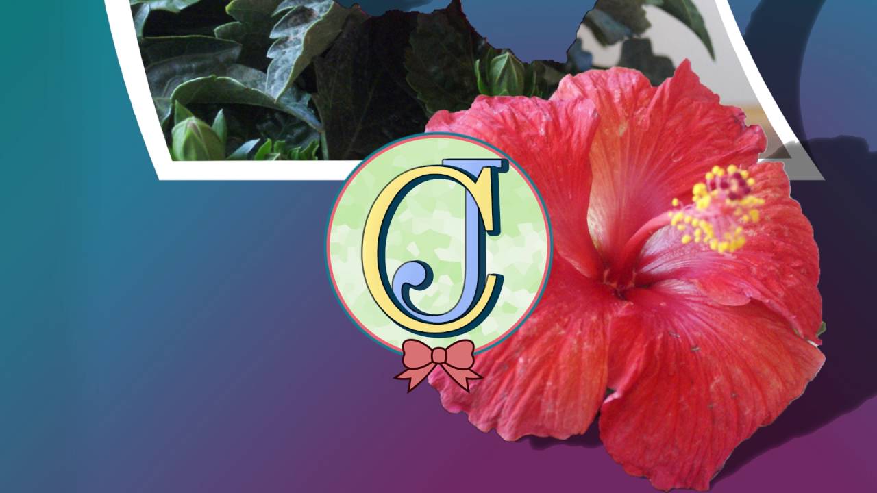 MadBliss - Hibiscus (feat  Naji)