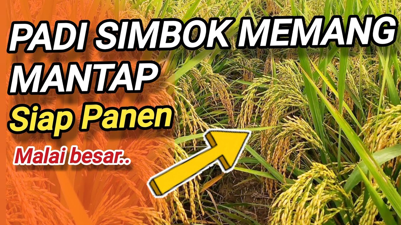 PADI SIMBOK MENTES SIAP DI PANEN..