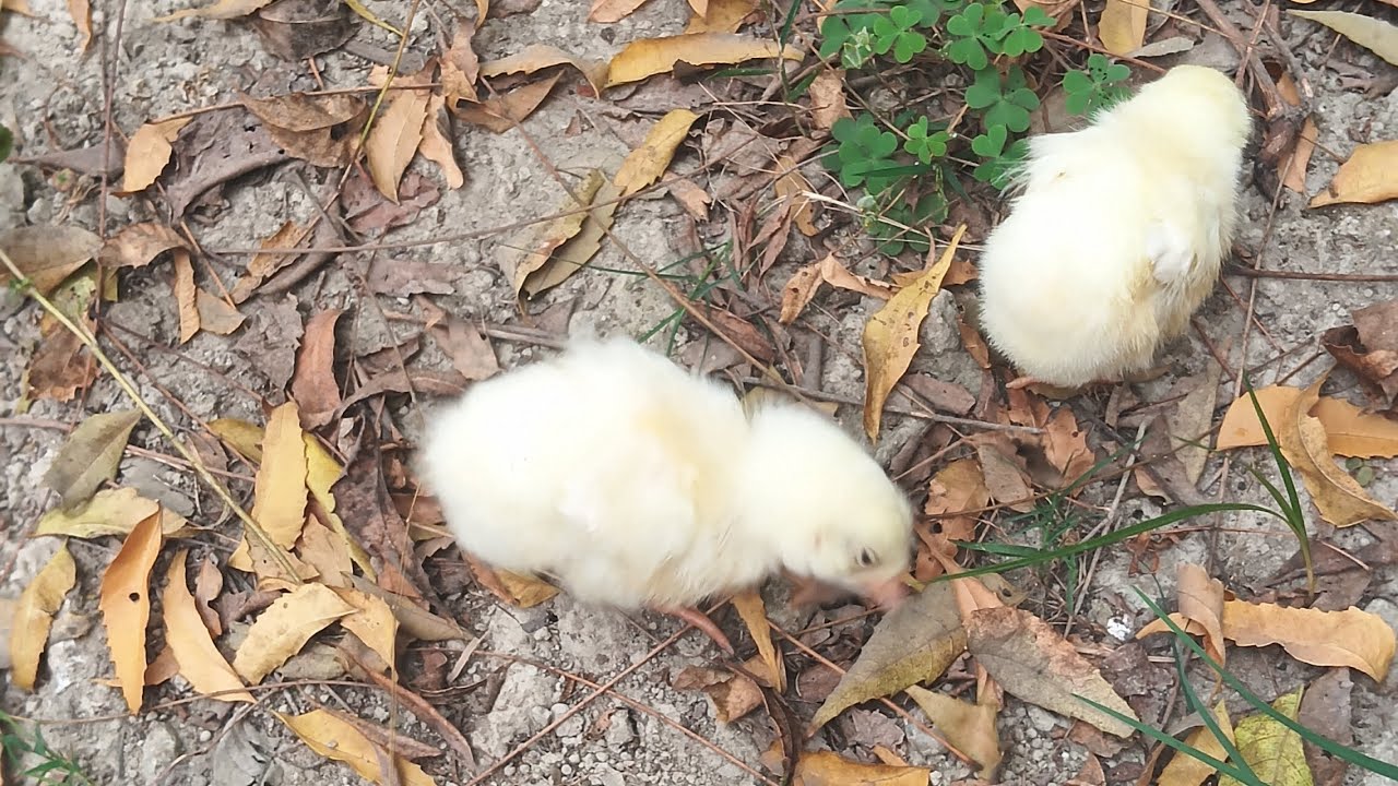 Amayra cute chuza kharidi hai 🐤🐥🐥