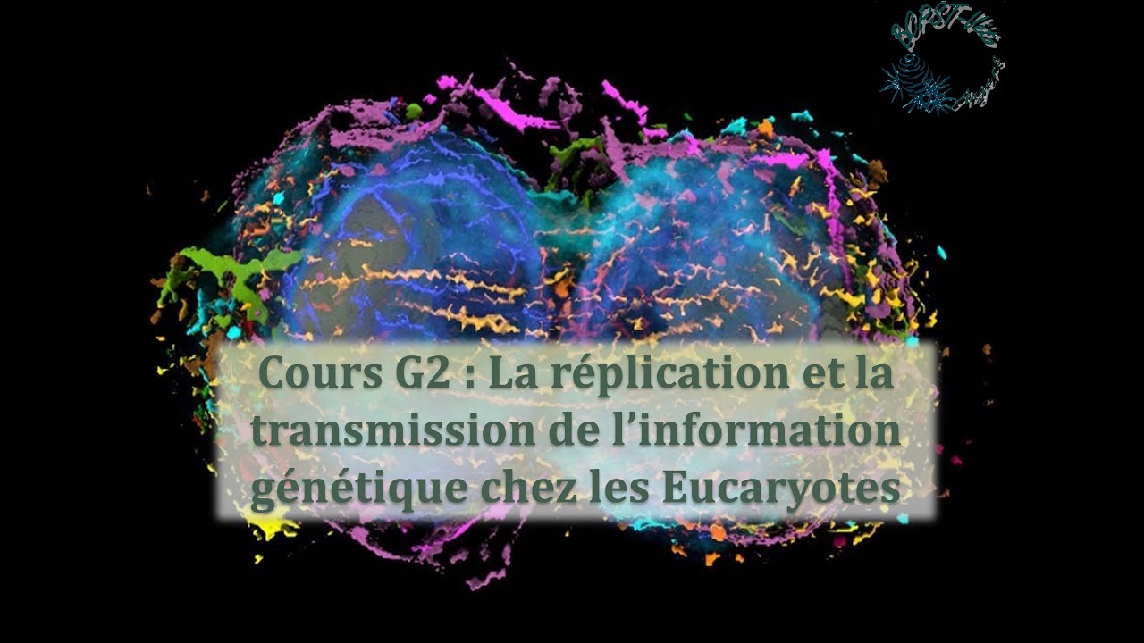 Cours G2 - la réplication et la transmission de l'information génétique