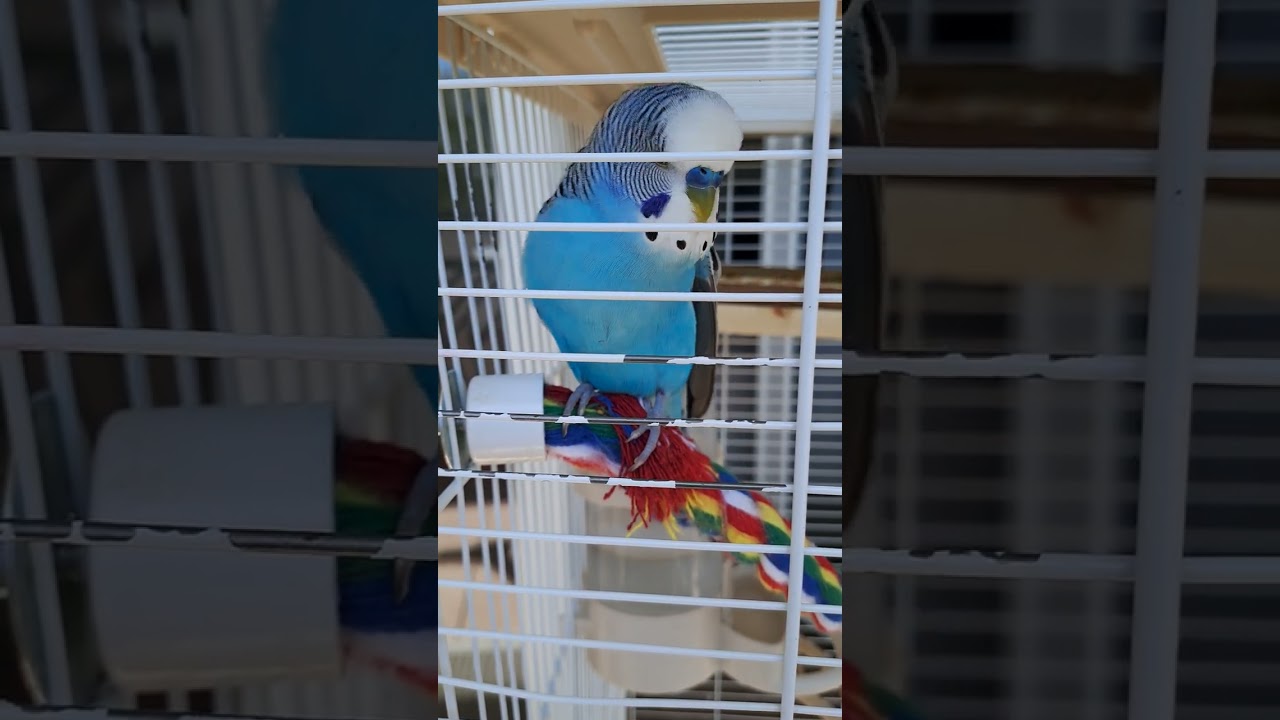 pulco la pipelette 2