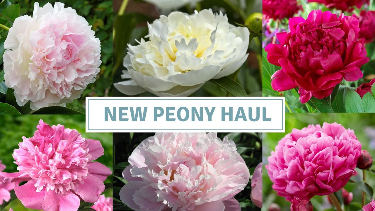 Peony Haul / How To Grow Peonies / Vlogmas 2023// Cottoverdi