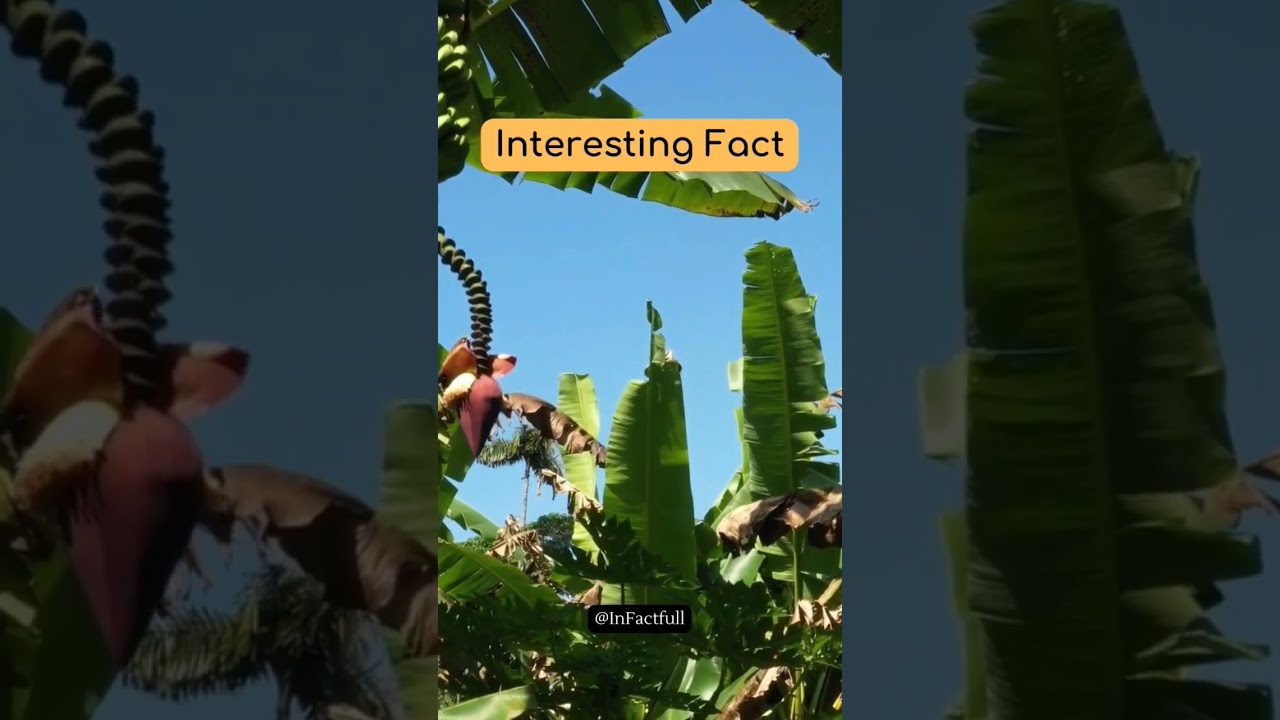 World's largest producer of bananas is.#shorts #facts #shortsfeed #didyouknow #shortvideo #subscribe