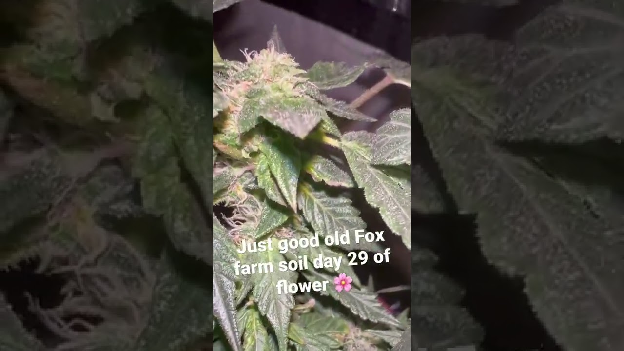 Home grown 29 day of flower