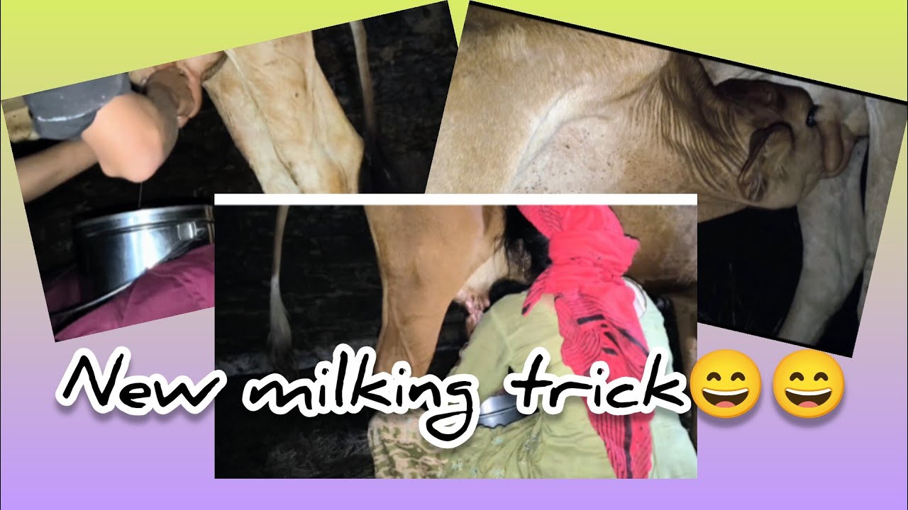 Requested milking video ll Hope you all like it 😀 🙏 ll