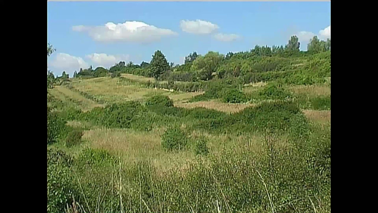 Żołna